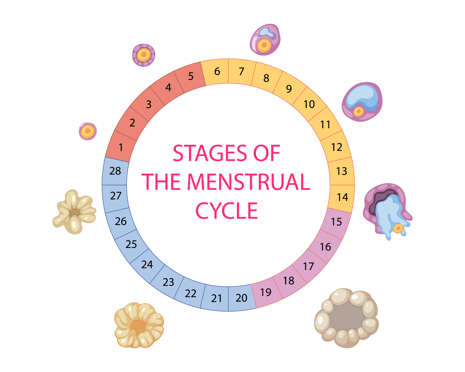 How your menstrual cycle affects your skin?